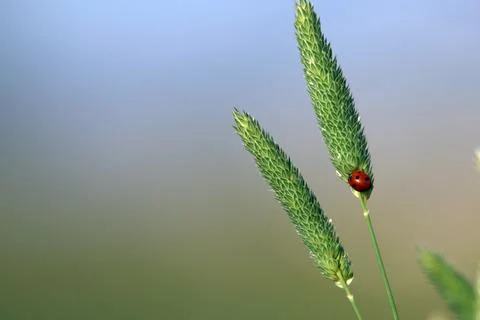Lady bug insect on plant Stock Photos