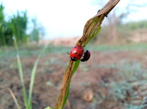 Lady bug on leaf Stock Photos