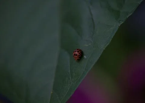 Lady bug on a leaf Stock Photos