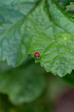 Lady bug on a leaf. Stock Photos
