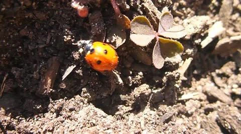 Lady Bug on the Move Stock Footage 22318597