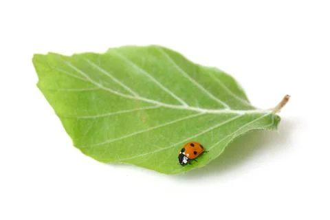Lady bug Stock Photos