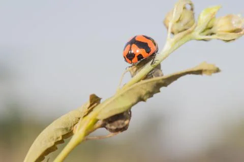 Lady bug Stock Photos
