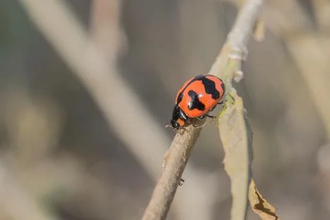 Lady bug Stock Photos