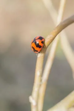 Lady bug Stock Photos