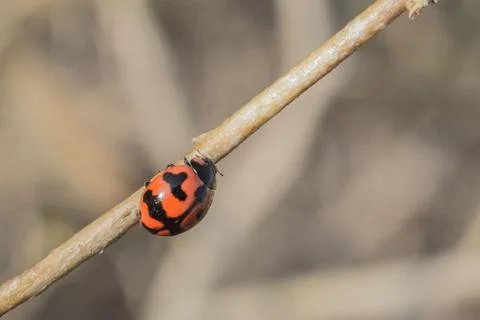 Lady bug Stock Photos