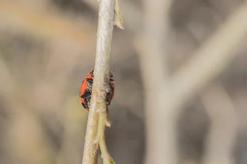 Lady bug Stock Photos