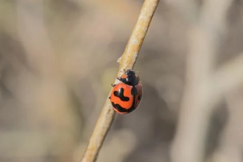 Lady bug Stock Photos