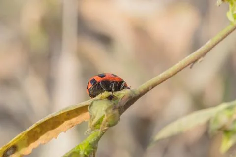 Lady bug Stock Photos