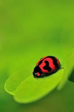 Lady Bug Foto stock