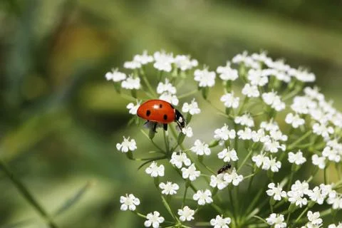Lady bug Stock Photos