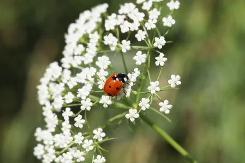 Lady bug Stock Photos