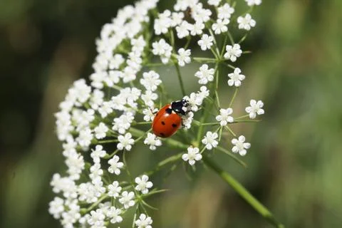 Lady bug Stock Photos