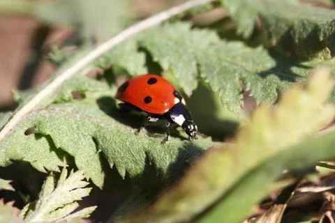 Lady bug Stock Photos