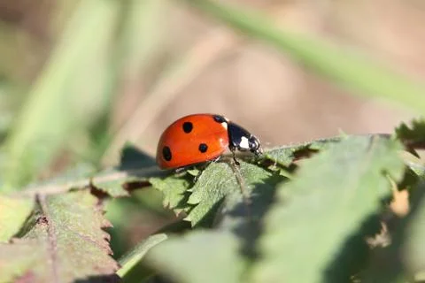 Lady bug Stock Photos