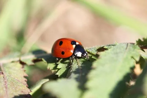 Lady bug Stock Photos