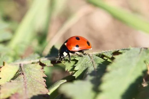 Lady bug Stock Photos