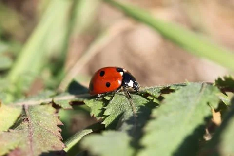 Lady bug Stock Photos