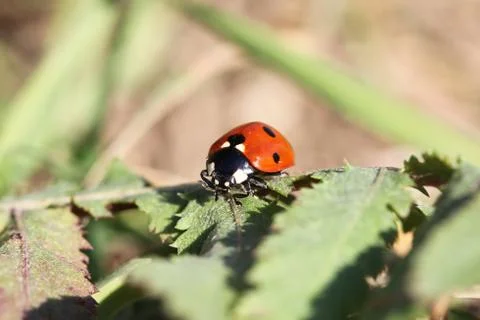 Lady bug Stock Photos