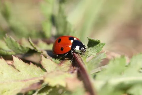 Lady bug Stock Photos