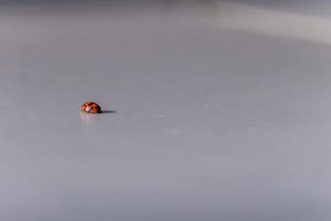 Lady bug Stock Photos