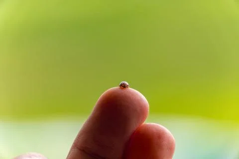 Lady bug Foto stock