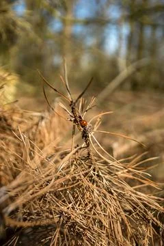 A lady bug Stock Photos