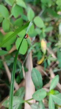 Lady bug Stock Photos