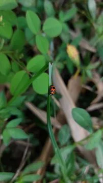 Lady bug Foto stock