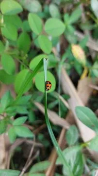 Lady bug Stock Photos