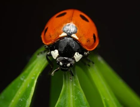 LADY BUG Stock Photos