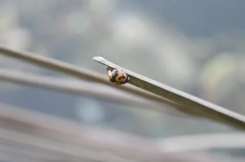 The lady bug Stock Photos