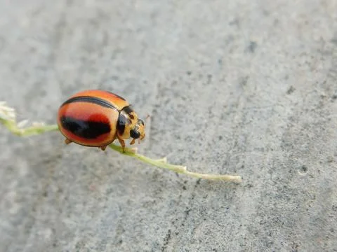 Lady bug Stock Photos