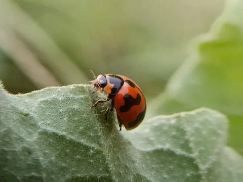 Lady bug Stock Photos