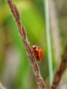 Lady bug Stock Photos