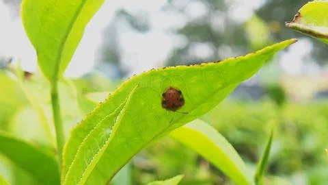Lady bug Stock Photos