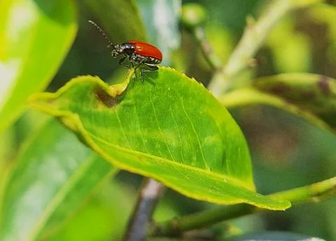 Lady bug Stock Photos
