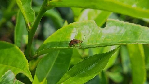Lady bug Stock Photos