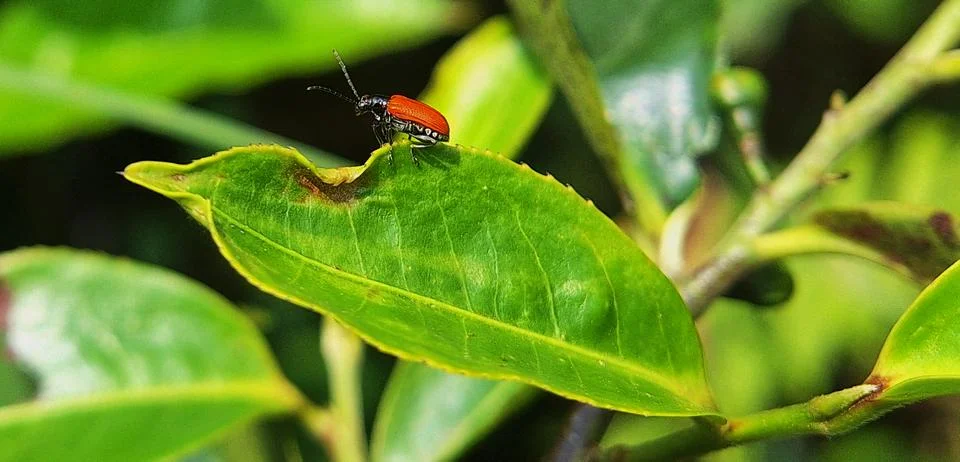 Lady bug Stock Photos