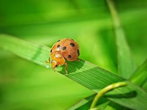 Lady bug Stock Photos