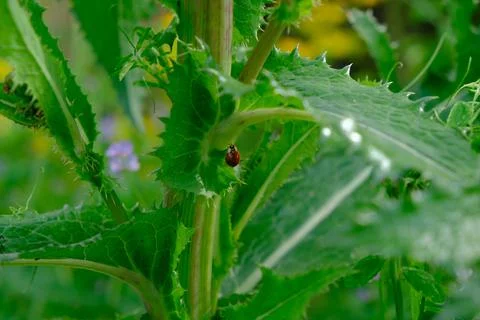 Lady Bug on Plant Stock Photos