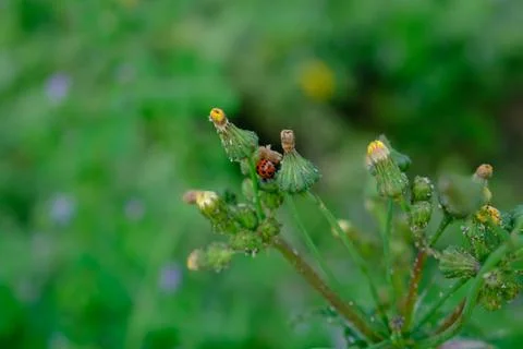 Lady Bug on Plant Stock Photos