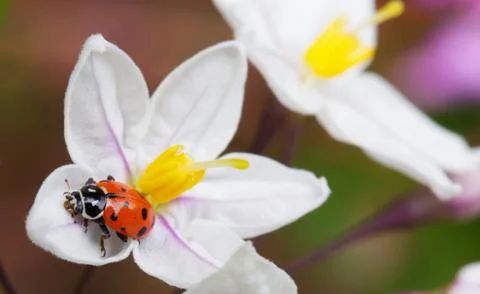 Lady bug potato vine flower Stock Photos
