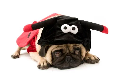 Lady bug pug Stock Photos