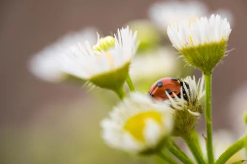 A lady bug resting on a tiny flower Stock Photos