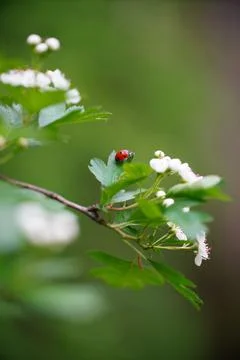 A lady bug is sitting on the top of a tree branch Foto stock