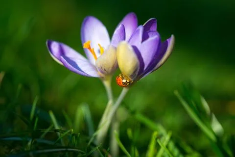 Lady bug on spring Crocus flowers, macro image with blurred background Stock Photos