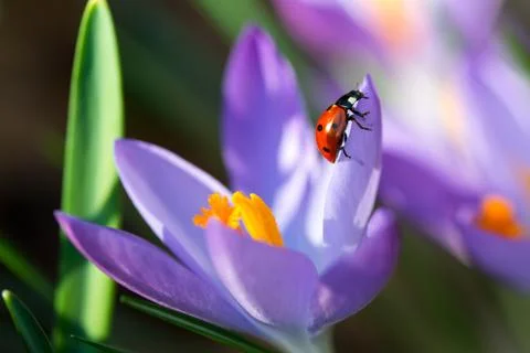 Lady bug on spring Crocus flowers, macro image with small depth of field Stock Photos