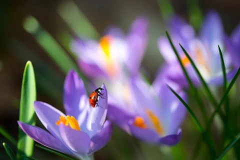 Lady bug on spring Crocus flowers, macro image with small depth of field Stock Photos