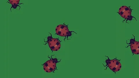 Lady bug on three bugs it ladybugs group ladybuns Vidéo 336968948